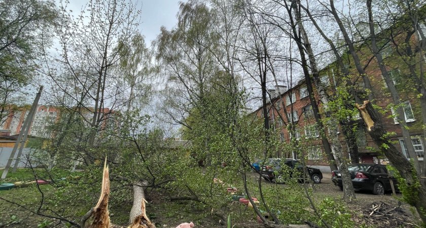 Ветер в Ярославле вырвал деревья и поломал припаркованные машины