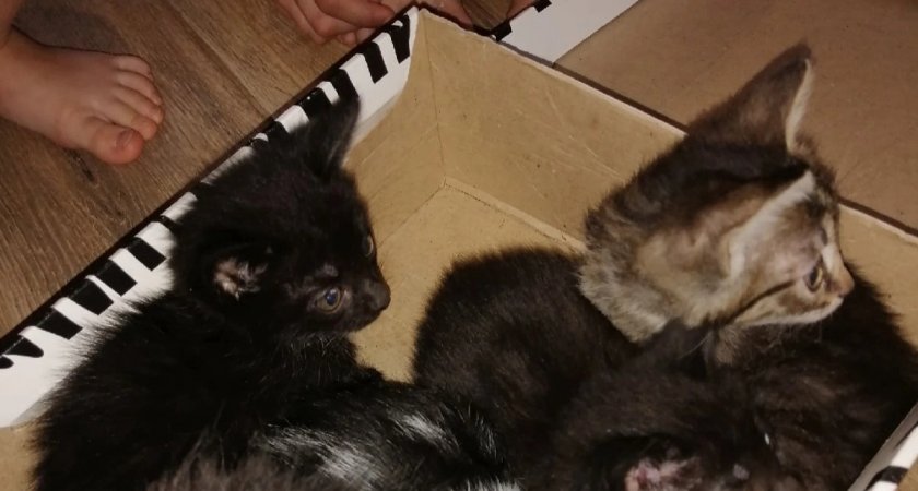 Ярославец нашел в лесу коробку с котятами