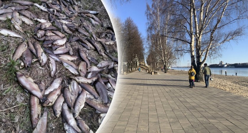"Вонь несусветная": ярославец обнаружил горы мертвой рыбы у Машприбора