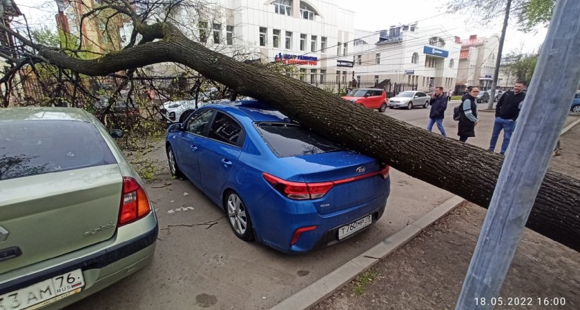  Упавшее в центре Ярославля дерево перекрыло дорогу и помяло машины