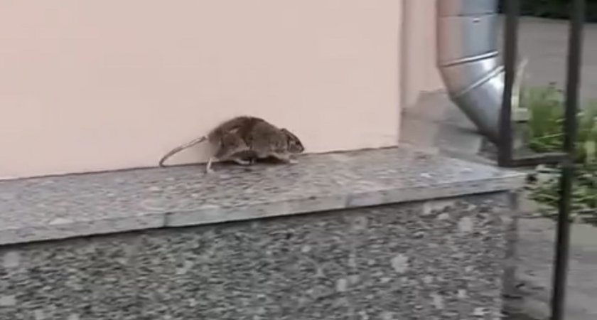 В Ярославле крысы атаковали детский сад