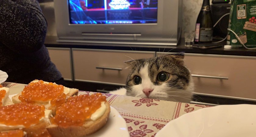 В Ярославле торговали смертельно опасной красной икрой