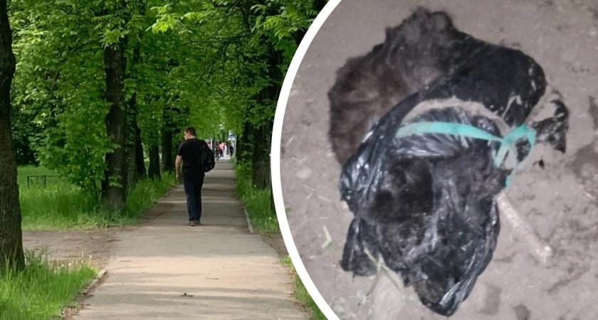 Связанный труп собаки нашли на пустыре в Ярославле