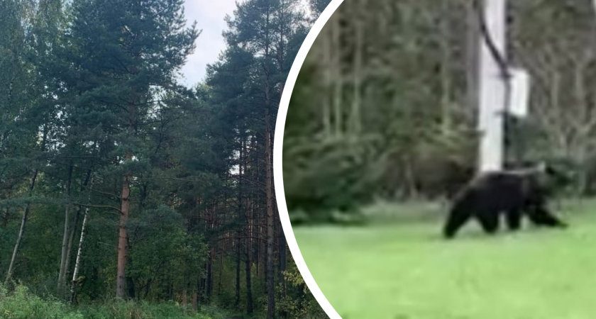 Ярославцам рассказали, что делать при встрече с медведем 