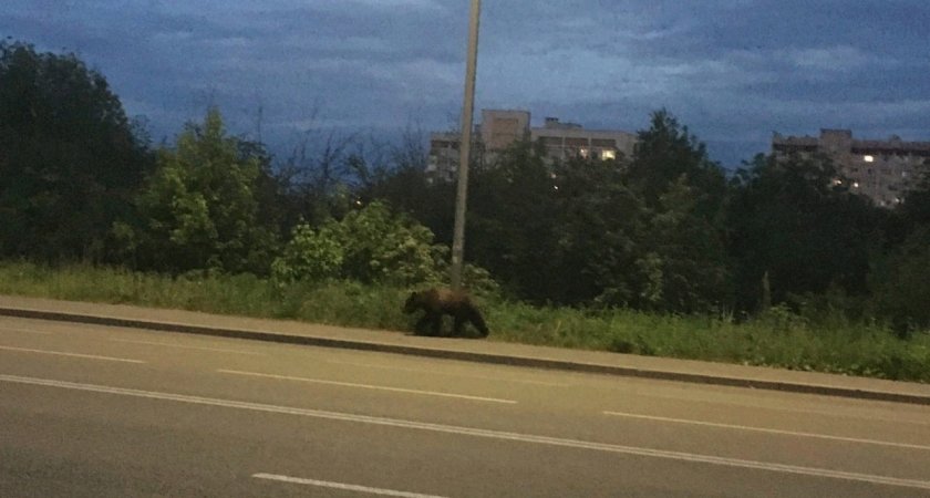 Под Ярославлем жители боятся идти домой из-за разгуливающего медведя