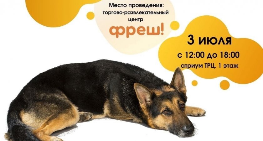 Ярославцы смогут помочь бездомным собакам с помощью книг