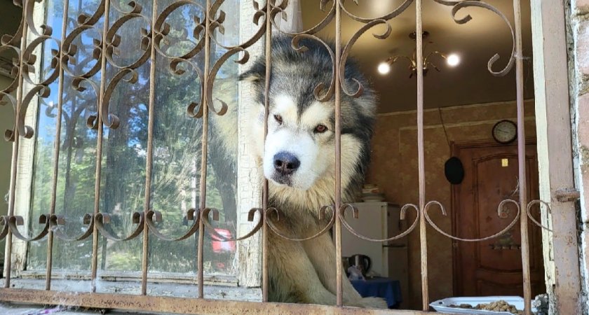 «С хозяином беда»: истощенный маламут три дня просит еды через решетки окон в Ярославле 