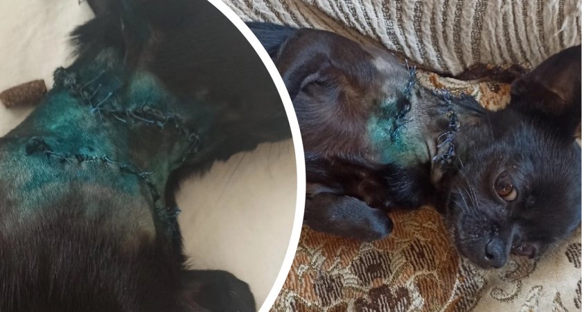 «Потрепанного бросил»: под Ярославлем мужчина отдал на растерзание собаке соседского пса