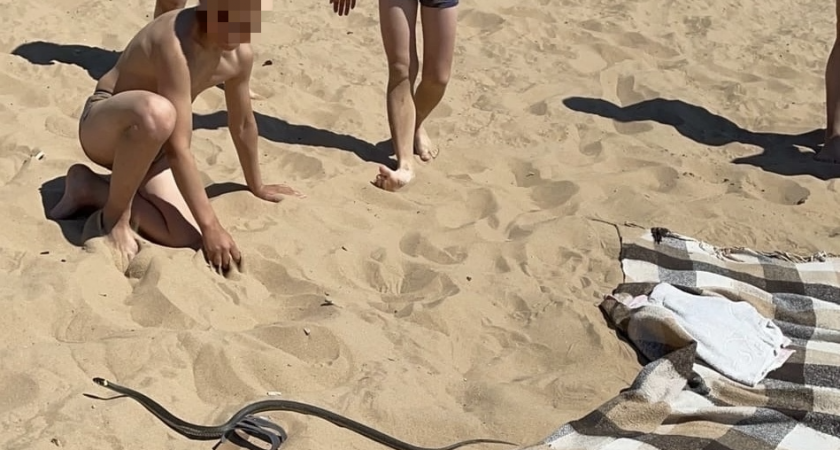 «Дети с ней в воде купались»: змея на пляже у Волги напугала отдыхающих 