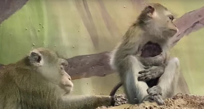 В ярославском зоопарке родились детеныши альпаки, ламы и обезьян