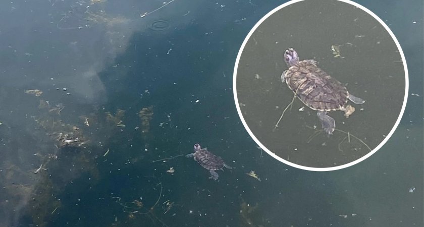 В пруду в Брагино нашли голодную маленькую черепаху