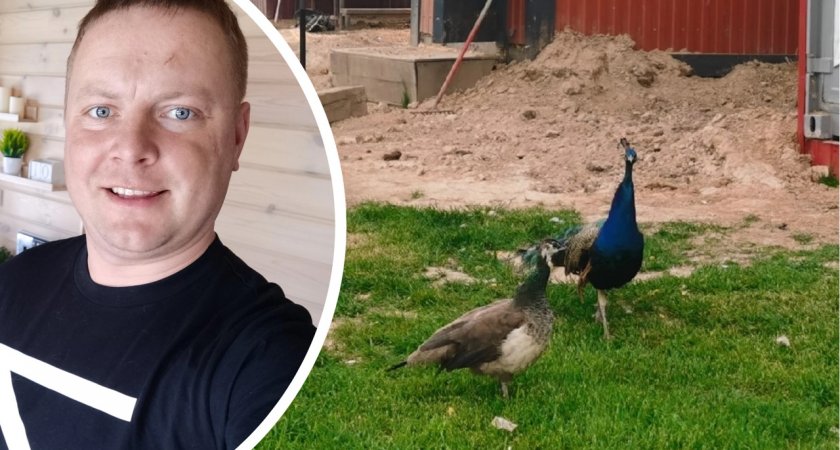 В Ярославле депутат занялся разведением павлинов