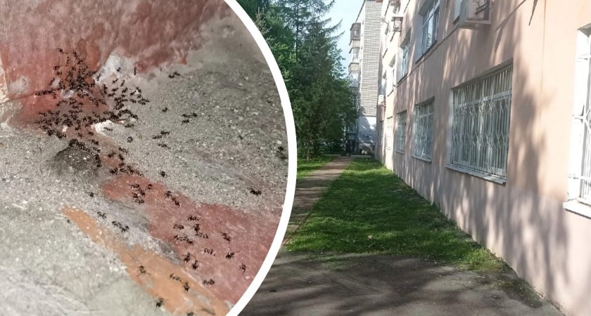 «На окне совокуплялись»: в Ярославле жуткие насекомые оккупировали подъезд