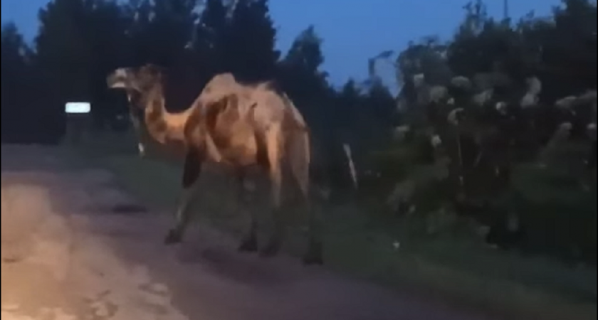 В Ярославле к водителям на трассу вышел одинокий верблюд