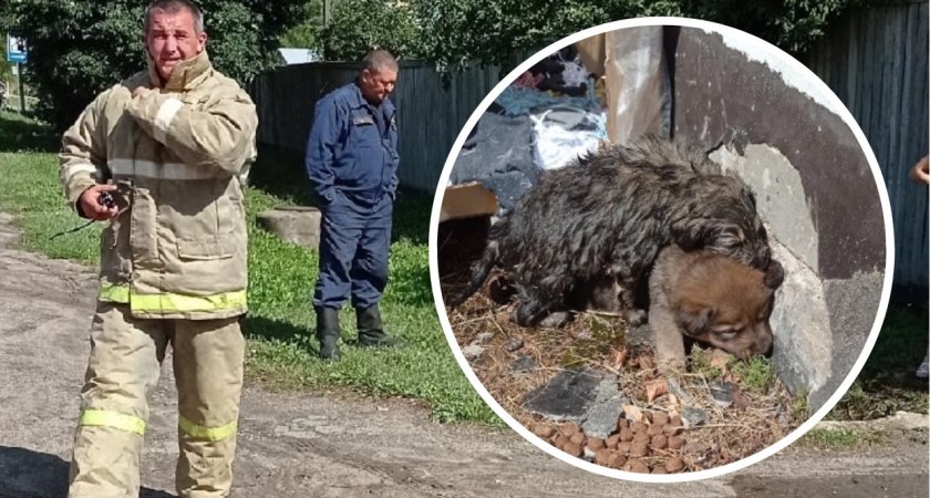 Пожарные спасли полуживых щенят из водосточной трубы под Ярославлем 