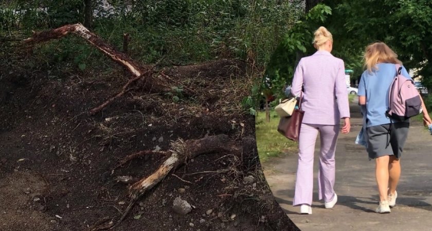 Многие погибли: подрядчиков обвинили в уничтожении деревьев при ремонте двора в Ярославле