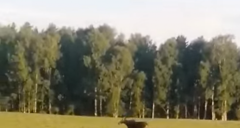 В Ярославской области на видео попали игры медвежонка и семьи лосей. Видео