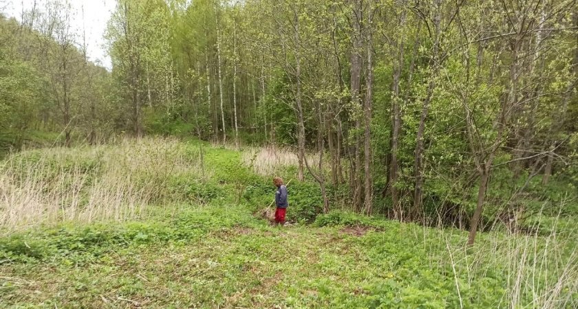 В Ярославской области вырубили лес по поддельным документам