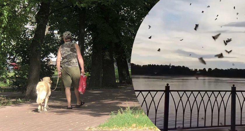 Жители Ярославской области в ужасе от нашествия кишащих мошек
