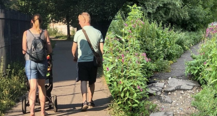 Родители из Ярославля боятся отпускать детей в школу из-за изуродованной тропы