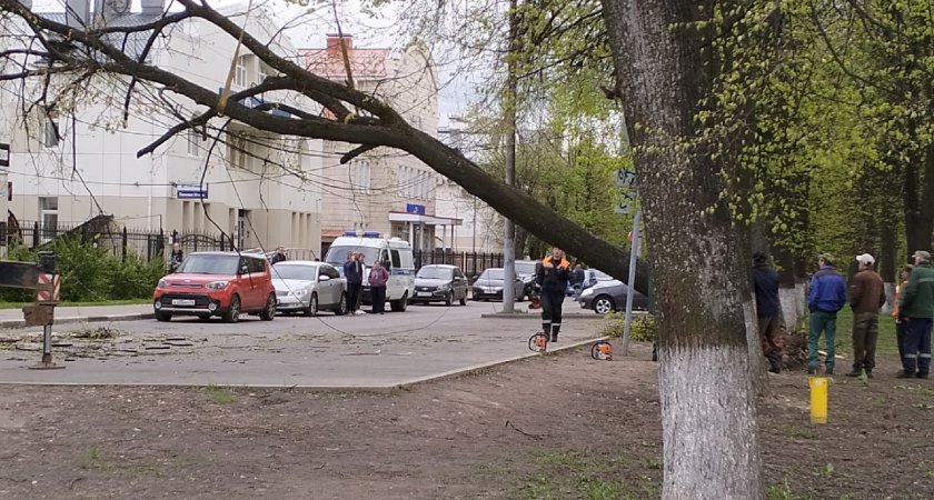 В Ярославле рассказали о причинах гибели деревьев на территории города