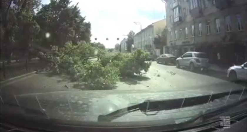 В Ярославле в центре города большое дерево упало прямо на проезжую часть. Видео