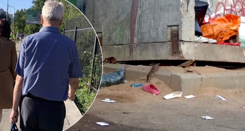 В Ярославле полчища крыс атакуют жилой район
