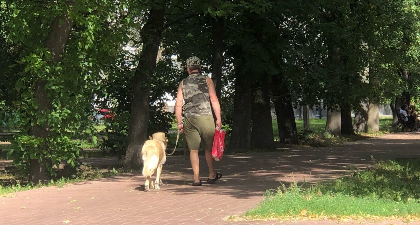 «Разодрали кого-то во дворе»: жителей Заволжского района держит в страхе стая собак