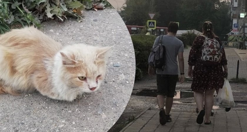 «Сломана челюсть»: в издевательствах над животными под Ярославлем подозревают школьников