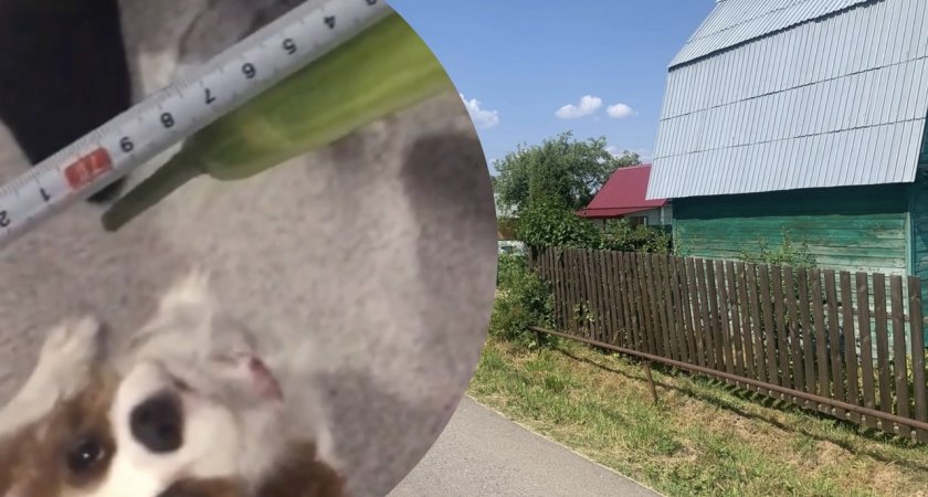 Житель Ярославской области похвастался 70-сантиметровым огурцом