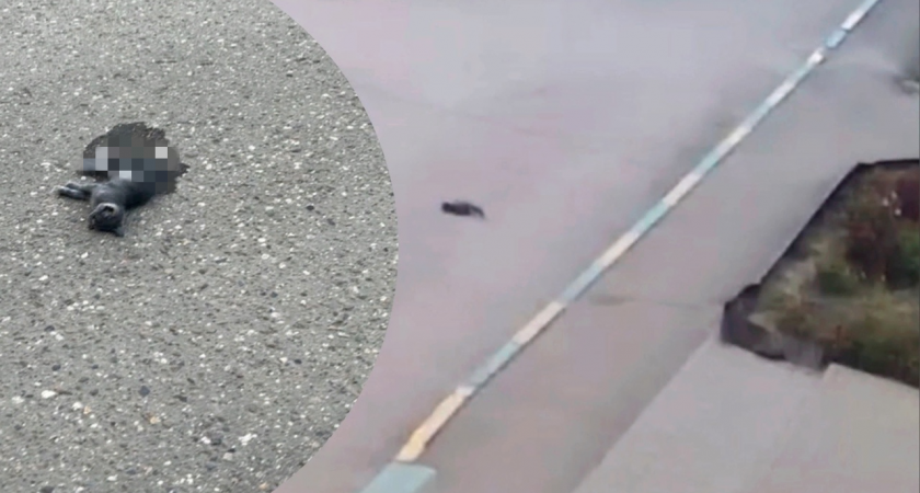 «Лежал в луже крови»: труп выброшенного из окна котенка нашли жители Брагино