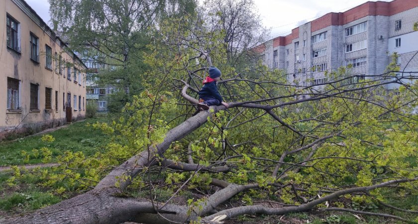  В Ярославле на понедельник объявили шторм