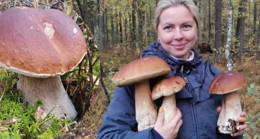 "Грибочки из Чернобыля": в Ярославской области нашли грибы-гиганты