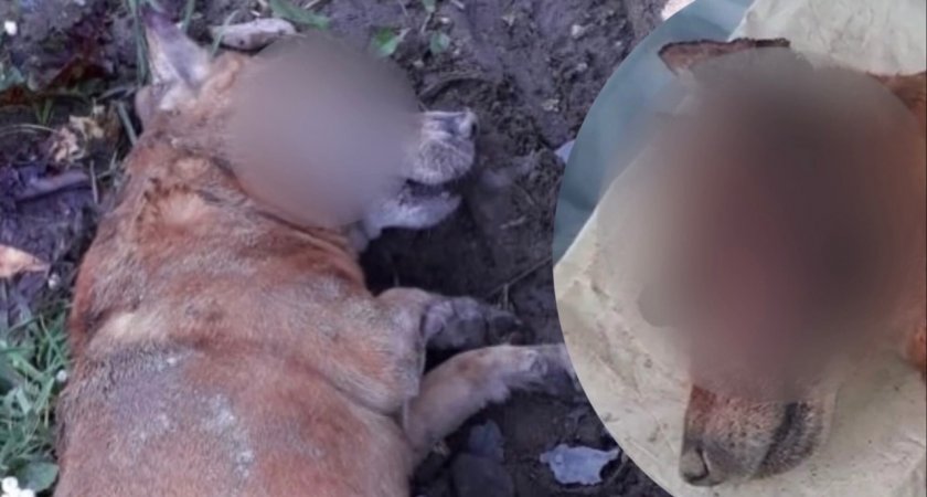 "Голова в крови, глаз вытек": ярославцы требуют найти изуродовавшего собаку живодера