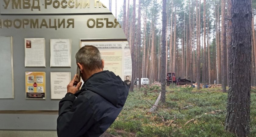 «Приехали люди - рубят»: ярославцы борются за сохранение заповедного леса