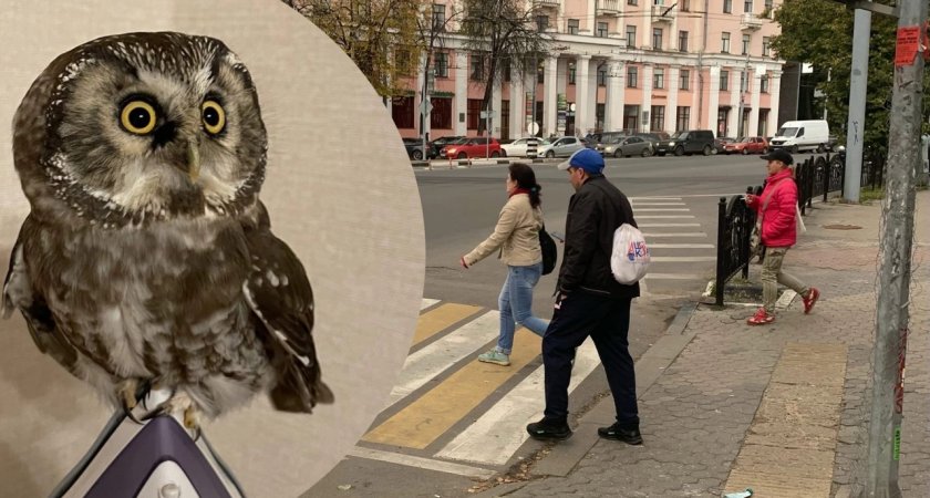 "Получил сотрясение": ярославцы спасают заблудившуюся в городе сову 