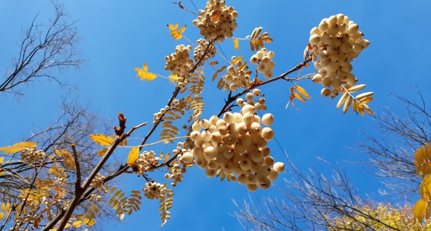 "Чудо-дерево с белыми ягодами": Китайская рябина прижилась в Ярославле
