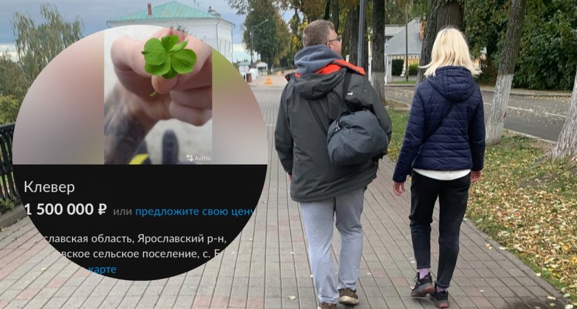 Магический клевер продают в Ярославле за 1,5 миллиона рублей