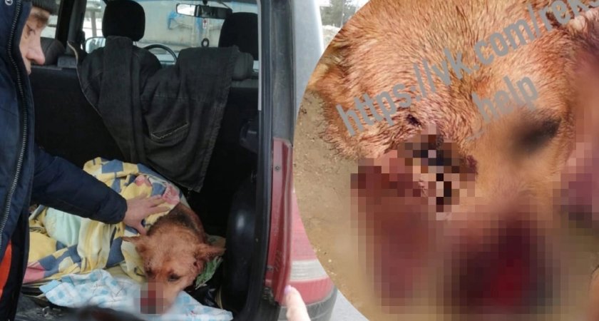 Суд отпустил ярославского живодера, зарубившего собаку топором