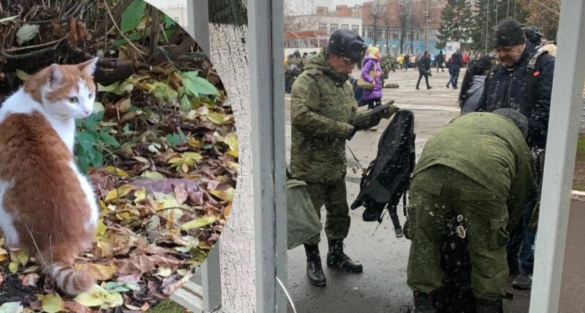 Ярославцы ищут дом для осиротевшего во время частичной мобилизации кота