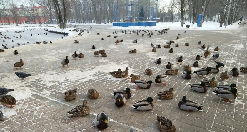 "Каждому по утке на передержку": ярославцев просят приютить оголодавших и замерзших птиц