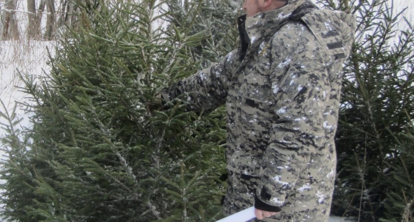 Леса Ярославской области вырубят для заготовки елей к Новому году 