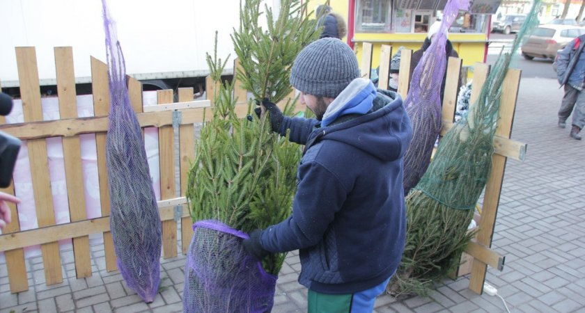 В Ярославле открылись новогодние елочные базары: список адресов