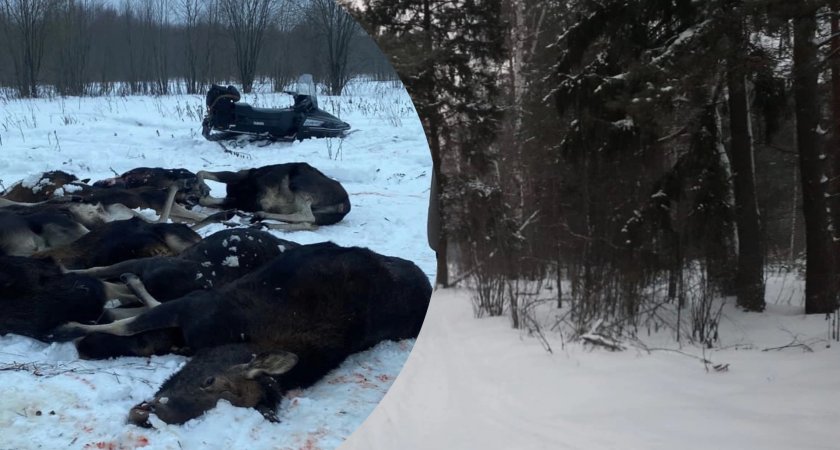 "Кровавое скопище тел": в Ярославской области охотники массово расстреляли животных