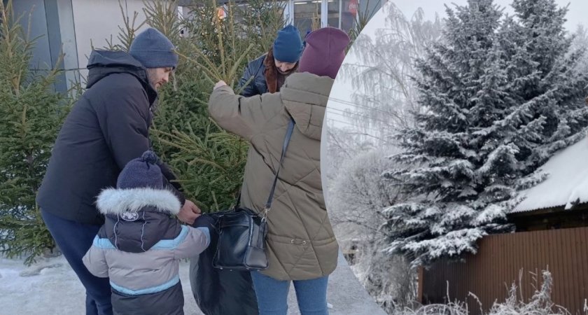 Цена живых елок перед Новым годом в Ярославле выросла до 300 тысяч