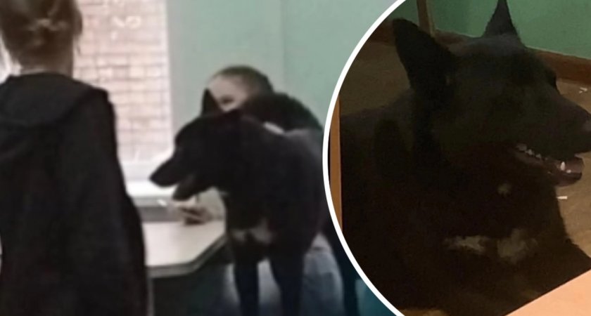 В ярославской школе на уроках вместе с учениками сидит бездомная собака 
