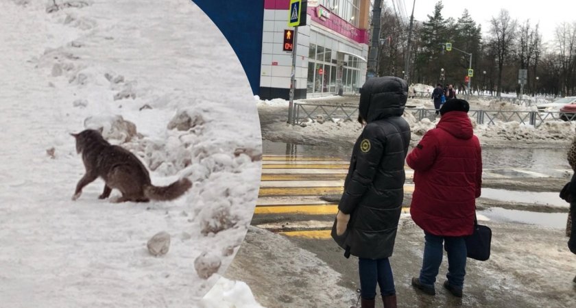 В Ярославле продавцы рынка разбили голову коту за кражу мяса с прилавка