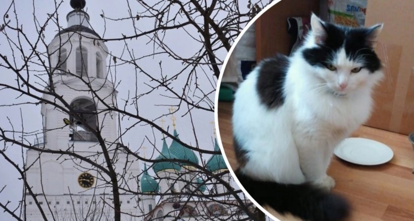 В Ярославле ищут бесследно пропавшего монастырского кота