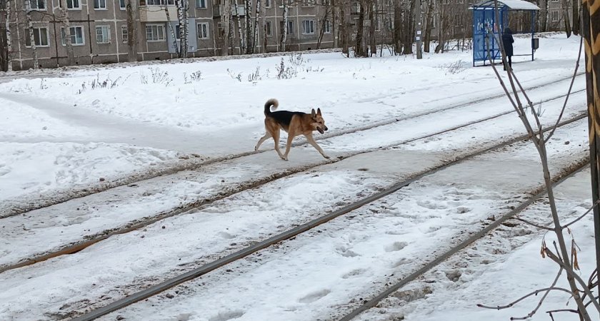 "У пса рвота": ярославцы подозревают догхантеров в отравлении собак