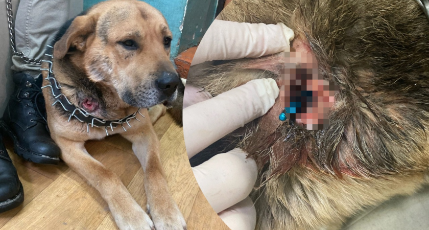 В Ярославле живодеры расстреляли пса из охотничьего лука